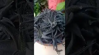 REPOTTING ZEBRA CACTUS succulent from terracotta pot to porcelain pot.#Shorts #shortvideo