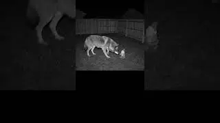 Caught on Camera: Wolf vs Garden Gnome!
