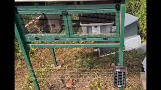 Using a solar electric fence to prevent rats from bothering your quail and other small animals.