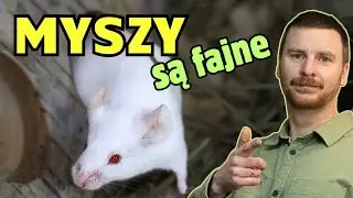Myszy to najlepszy zwierzak na początek