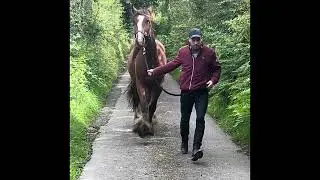 3 yr old cob mare.