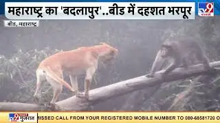 बंदरों और कुत्तों के बीच 'गैंगवार' Social Media पर Monkey Vs Dog हुआ Trend