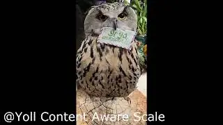 @Yoll Content Aware Scale