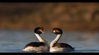 Conoc&eacute; el Proyecto Mac&aacute; Tobiano