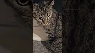 FINALLY! A Sound to Attract Cat That WORKS! ✨