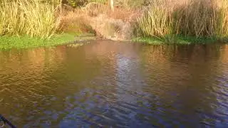 Gator Roll - Lake Blackshear - 2012