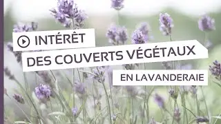 L'int&eacute;r&ecirc;t des couverts v&eacute;g&eacute;taux en lavanderaie.