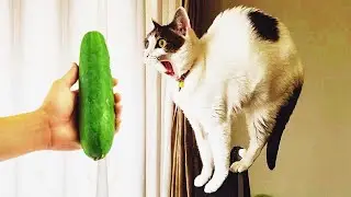 𝐘𝐨𝐮 𝐋𝐚𝐮𝐠𝐡 𝐘𝐨𝐮 𝐋𝐨𝐬𝐞 🤪😻😂𝐅𝐮𝐧𝐧𝐢𝐞𝐬𝐭 𝐃𝐨𝐠𝐬 𝐚𝐧𝐝 𝐂𝐚𝐭𝐬 𝟐𝟎𝟐6🙀