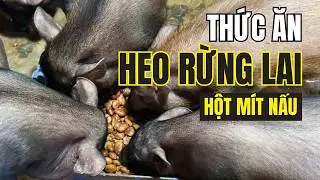 C&aacute;ch Nấu Hột M&iacute;t Cho Heo Ăn Tiết Kiệm Chi Ph&iacute; V&agrave; Hiệu Quả
