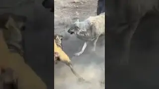 &ldquo;Артқа! В створ!&rdquo;&mdash;Shepherds, Dogs, and a Wolf Wave