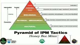 Piramida PHT (Pyramid of IPM)
