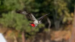 Osprey with Red Salmon, Sony A1ii/Sony Alpha1ii, 4k Frame Animation