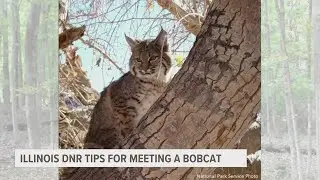 Illinois DNR offers tips on what to do if you encounter a bobcat
