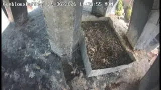 Rapaces du Beffroi