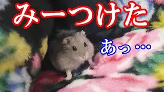 見つからないように隠れても絶対に見つかってしまうハムスター