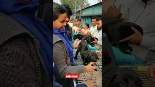 Dog Pat Market Kolkata /lowest price puppy dog/Gallif Street dogs