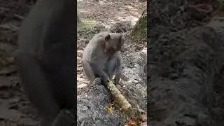Primate Paradise Live