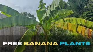 Split Banana Plants The Right Way &ndash; Get More Banana Plants for FREE 🍌 | UK Tropical Gardening