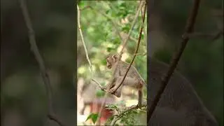 Funny happy monkey's are playing  #Monkeys