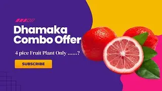 Dhamaka Combo Offer 4 Piece Nusery Plants at lowest cost | Buy Exotic Grafted Nusery Plants Online