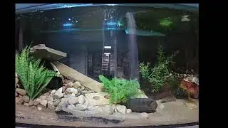 Joshua Watson Live Stream