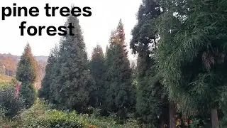 Such a beautiful place || pine trees forest