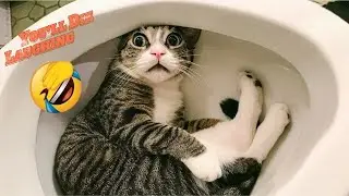 WARNING ⚠️ You&rsquo;ll Die Laughing 😂 | Viral Funniest Animal Fails