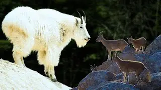 🏔️ Meet the Fearless Mountain Goat! 🐐┊66 Seconds Animals