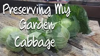 Preserving my Garden Cabbage