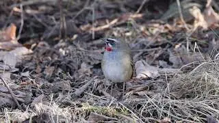 Siberian Rubythroat (Rubinn&auml;ktergal) feeding