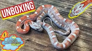 Unboxing Zombie Cornsnakes 🐍
