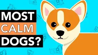 The Top 10 Calmest Dog Breeds!