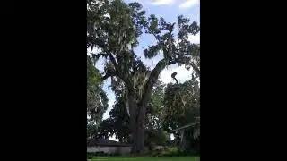 Titusville 200 year old Live Oak removal c05-01