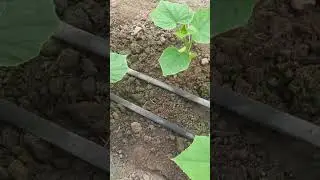 Leaf liner identification in poly house cucumber crop