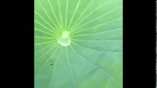 蓮の葉の撥水性