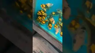 kabouto koi carp 🎏#koicarpfish #fypシ゚viral #reels #tinsukiacity #aquarium Saha Aquatics..