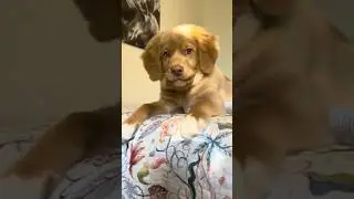 Bark. Growl. Pounce.
