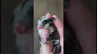 Big watery eyes. #cutepets #sugarglindar #flyinganimals #smallpet
