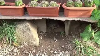 Europäische Landschildkröten-Winterstarre