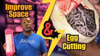 Ball Python Incubation Hack: Save Space & See This Next-Level Clutch!