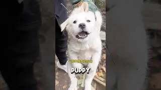 She Keeps Giving Birth Because Male Dogs Won&rsquo;t Leave Her Alone❤️#animalrescue #doglover #dog