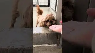 Fear & Hope: Checking In With Our Newest Rescues