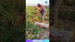 Tomato Takedown! 🍅 This Harvest Method is WILDLY Efficient (Maybe?) 😂 #tomato #harvest #farming