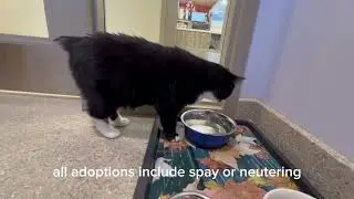 Meet Martin Manx Cat 
