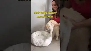 A CAMA QUE COMPREI PRO MEU GATO X ONDE ELE PREFERE DORMIR