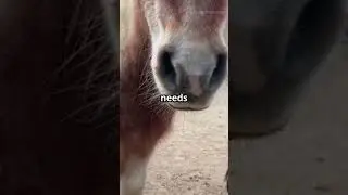 Tiny Pony, Big Attitude!