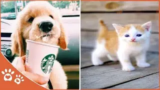Cute Baby Animals 👀  Animal Compilation (2019) Funny Pet Videos