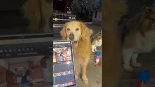 I think someone is HUNGRY! #edit #goldenretriever #hungry #chevrolet #obs #dually #diesel #chevy
