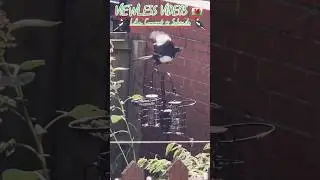 Quick bite with Mr Magpie &ndash; Garden feeder visit #backyardbirds #gardenbirds #wildlife