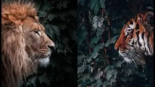 Compilation of wild big cats on tiktok tigers and lion #part6
